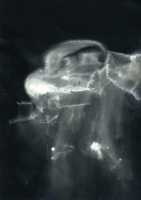 http://www.actionaqua.com/files/gimgs/th-113_bodensee  4invert.jpg